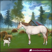 Horse Color:Red Dun Roan Pearl Tobiano Frame