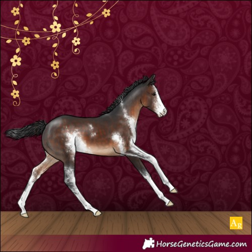 Horse Color:Brown Sabino Varnish 