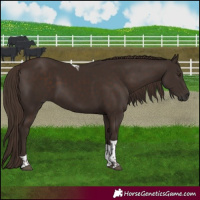 Horse Color:Liver Chestnut Tobiano 
