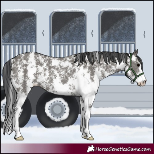 Horse Color:Grullo Sabino Rabicano
