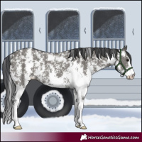 Horse Color:Grullo Sabino Rabicano 