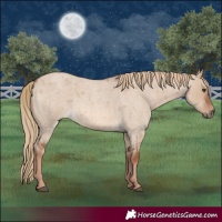 Horse Color:Red Dun Roan