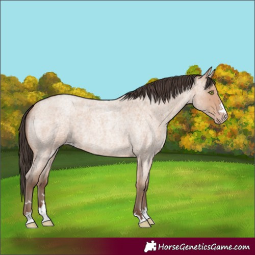 Horse Color:Amber Champagne Roan 