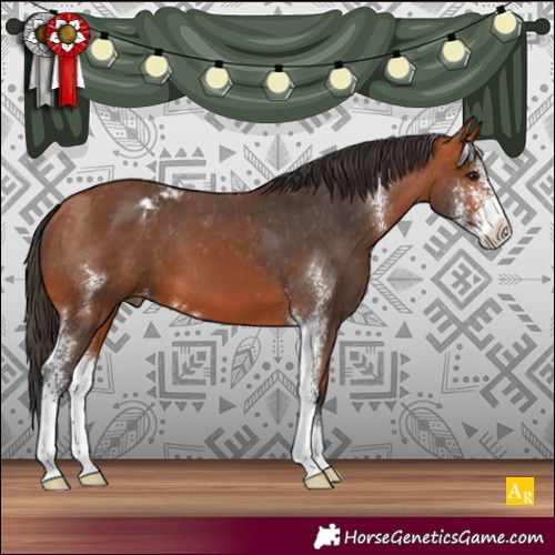 Horse Color:Bay Sabino Appaloosa 