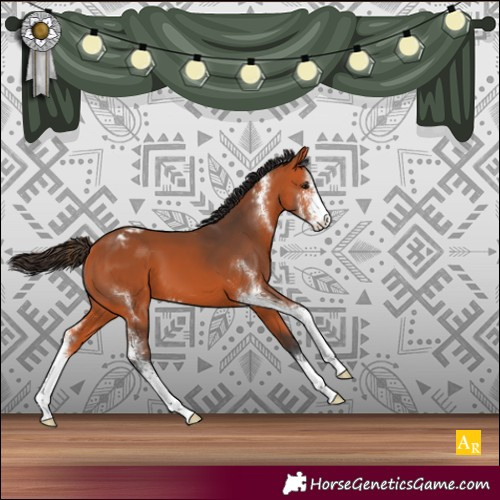 Horse Color:Bay Sabino Appaloosa 