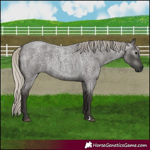 Horse Color:Gray Silver Smoky Blue Roan 