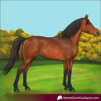 Horse Color:Bay 