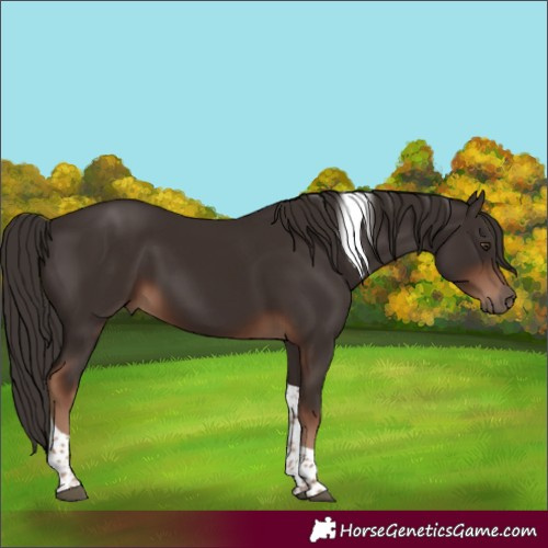 Horse Color:Liver Chestnut Tobiano 