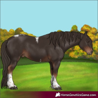 Horse Color:Liver Chestnut Tobiano 