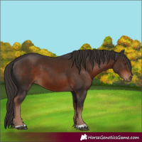 Horse Color:Liver Chestnut 