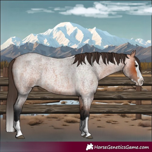 Horse Color:Bay Roan Splash Varnish 