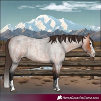 Horse Color:Bay Roan Splash Varnish 