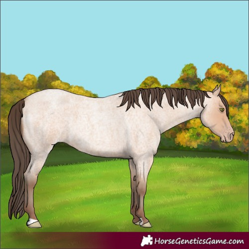 Horse Color:Amber Champagne Roan 