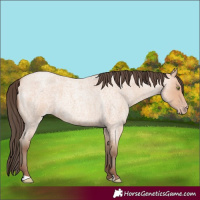 Horse Color:Amber Champagne Roan