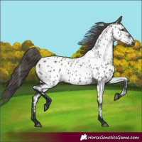 Horse Color:Grullo Near Leopard Rabicano