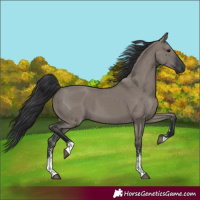 Horse Color:Grullo Sabino Rabicano 