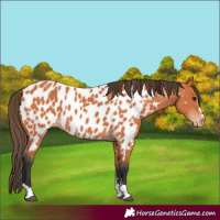 Horse Color:Bay Appaloosa 