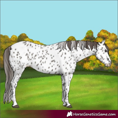 Horse Color:Grullo Near Leopard 
