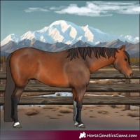 Horse Color:Bay Tobiano Rabicano 