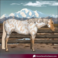 Horse Color:Palomino Roan Appaloosa 
