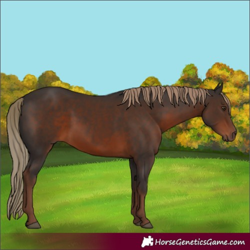 Horse Color:Unknown 