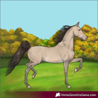 Horse Color:Sable Champagne Dun 