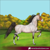 Horse Color:Bay Roan Splash 
