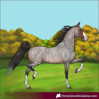 Horse Color:Brown Roan Splash
