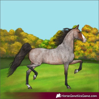 Horse Color:Bay Roan Splash 