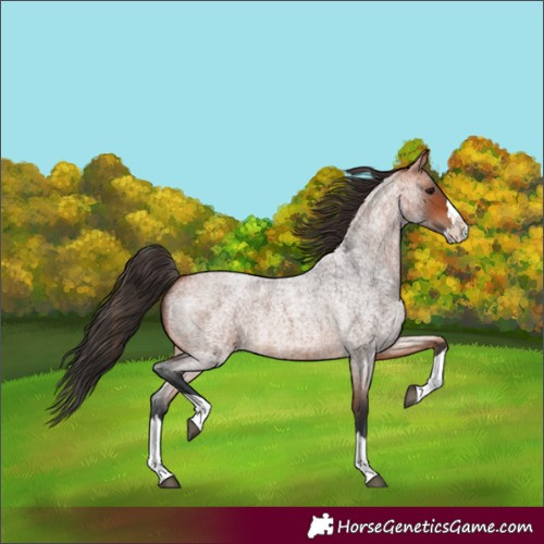 Horse Color:Bay Roan Splash