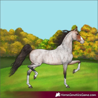 Horse Color:Bay Roan Splash 