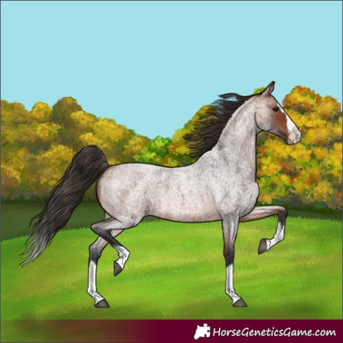 Horse Color:Bay Roan Splash 