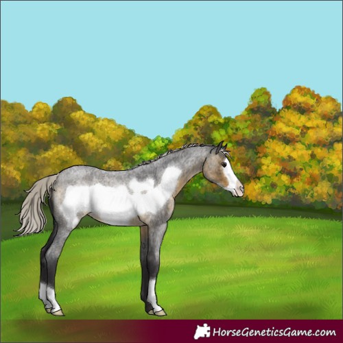 Horse Color:Silver Buckskin Roan Frame 