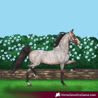 Horse Color:Bay Roan Splash 