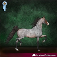 Horse Color:Bay Roan Splash 