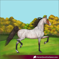 Horse Color:Bay Roan Splash