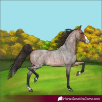 Horse Color:Bay Roan Splash