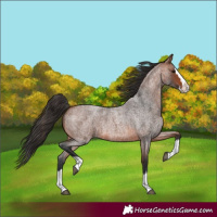 Horse Color:Bay Roan Splash 