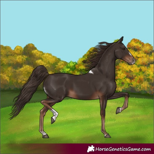 Horse Color:Liver Chestnut Tobiano Frame 