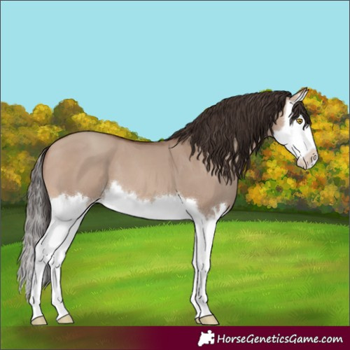 Horse Color:Sable Champagne Dun Splash 