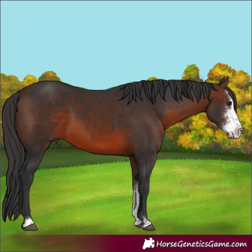 Horse Color:Brown Sabino 