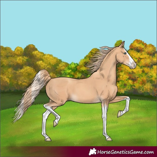 Horse Color:Gold Champagne Splash 