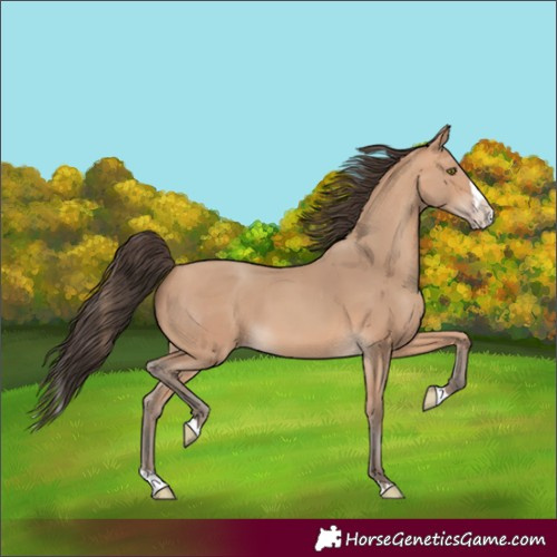 Horse Color:Amber Champagne Splash 
