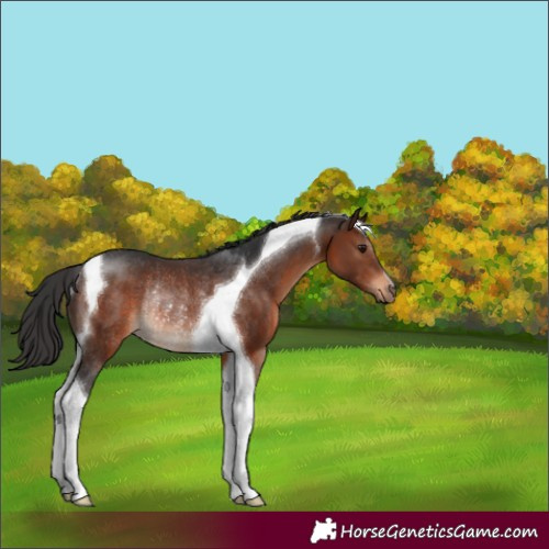 Horse Color:Brown Tobiano Rabicano 