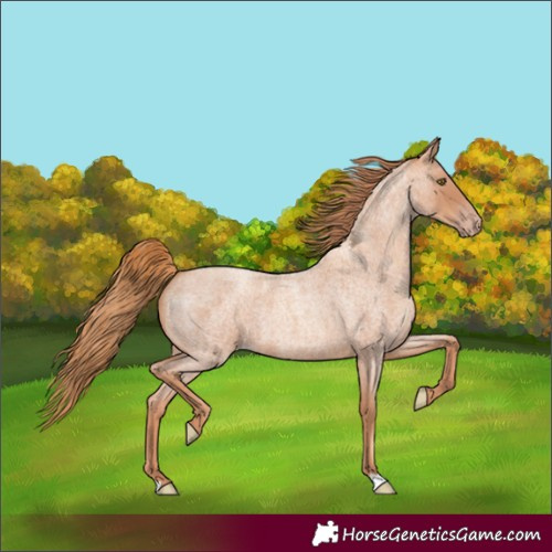 Horse Color:Gold Champagne Roan 