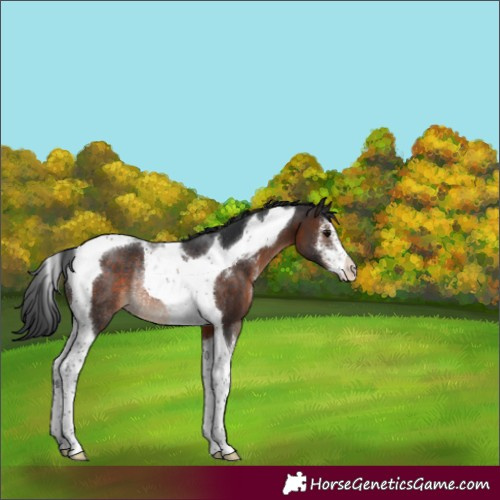 Horse Color:Brown Sabino Tobiano Varnish Rabicano 