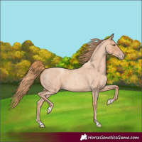 Horse Color:Gold Champagne Roan