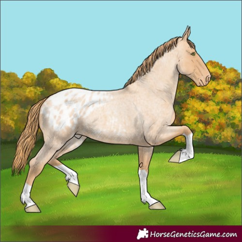 Horse Color:Gold Champagne Roan Appaloosa 