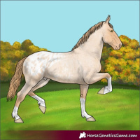 Horse Color:Gold Champagne Roan Appaloosa