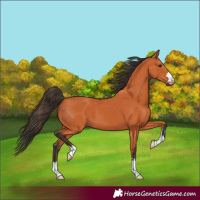 Horse Color:Bay 
